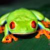 Tree Frog